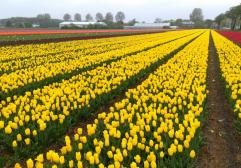 Ver los campos de tulipanes en Holanda
