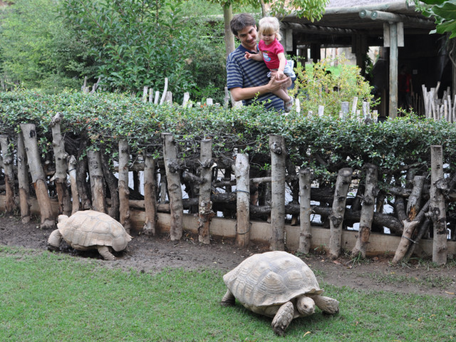 tortugas bioparc niños
