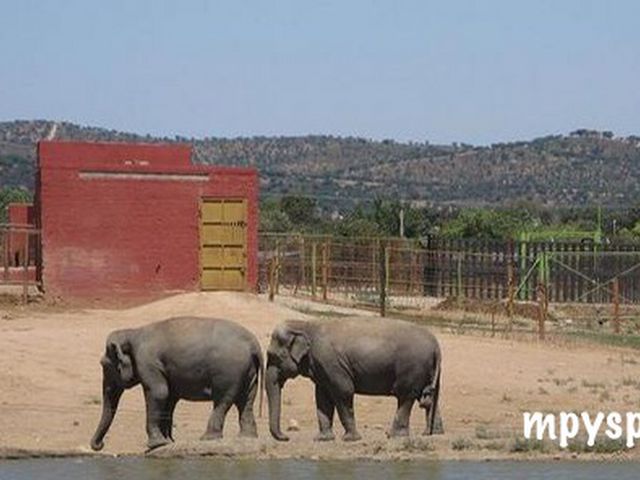Elefantes en el Safari Madrid