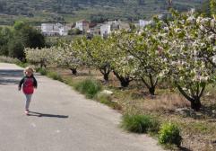 Ver los cerezos en flor en la Vall de la Gallinera