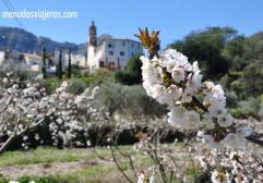 Ver los cerezos en flor en la Vall de la Gallinera