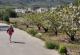 Ver los cerezos en flor en la Vall de la Gallinera